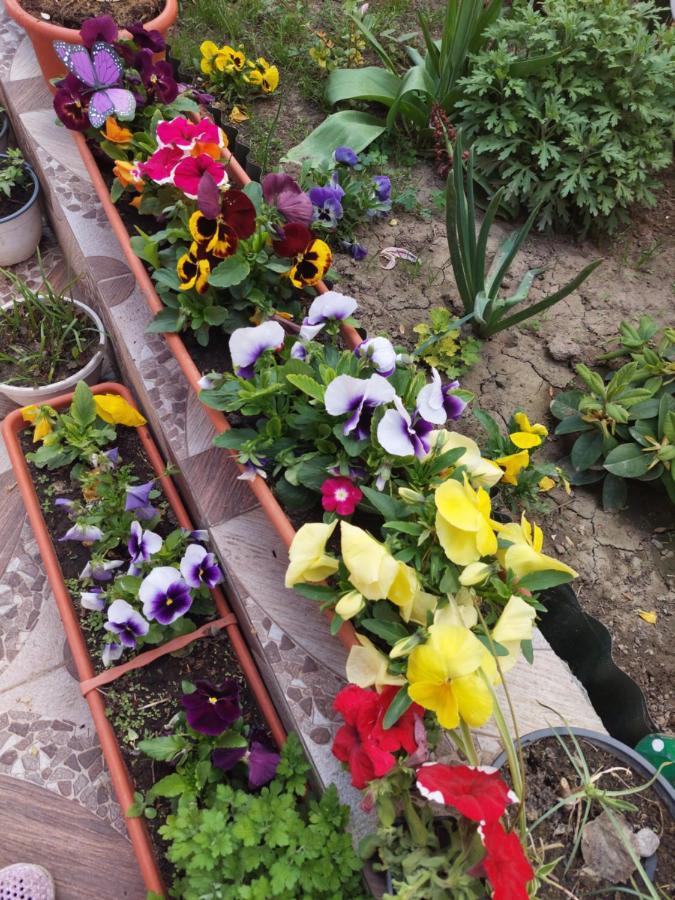 Pensiunea Happy Flowers Greci Ngoại thất bức ảnh