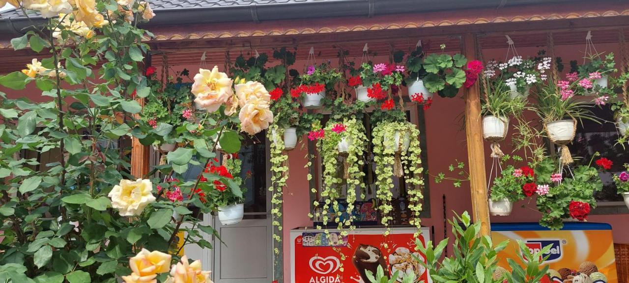 Pensiunea Happy Flowers Greci Ngoại thất bức ảnh